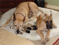 Animal Communication and Intuitive Healing Workshop