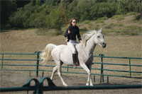 Animal Communication Workshop